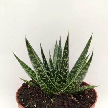 Gasteria Zimflora